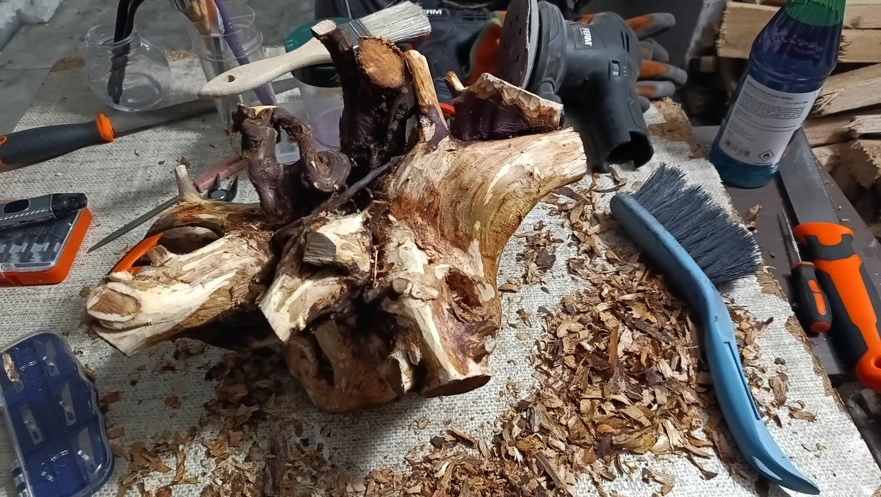 Korzeń jałowca po oczyszczeniu