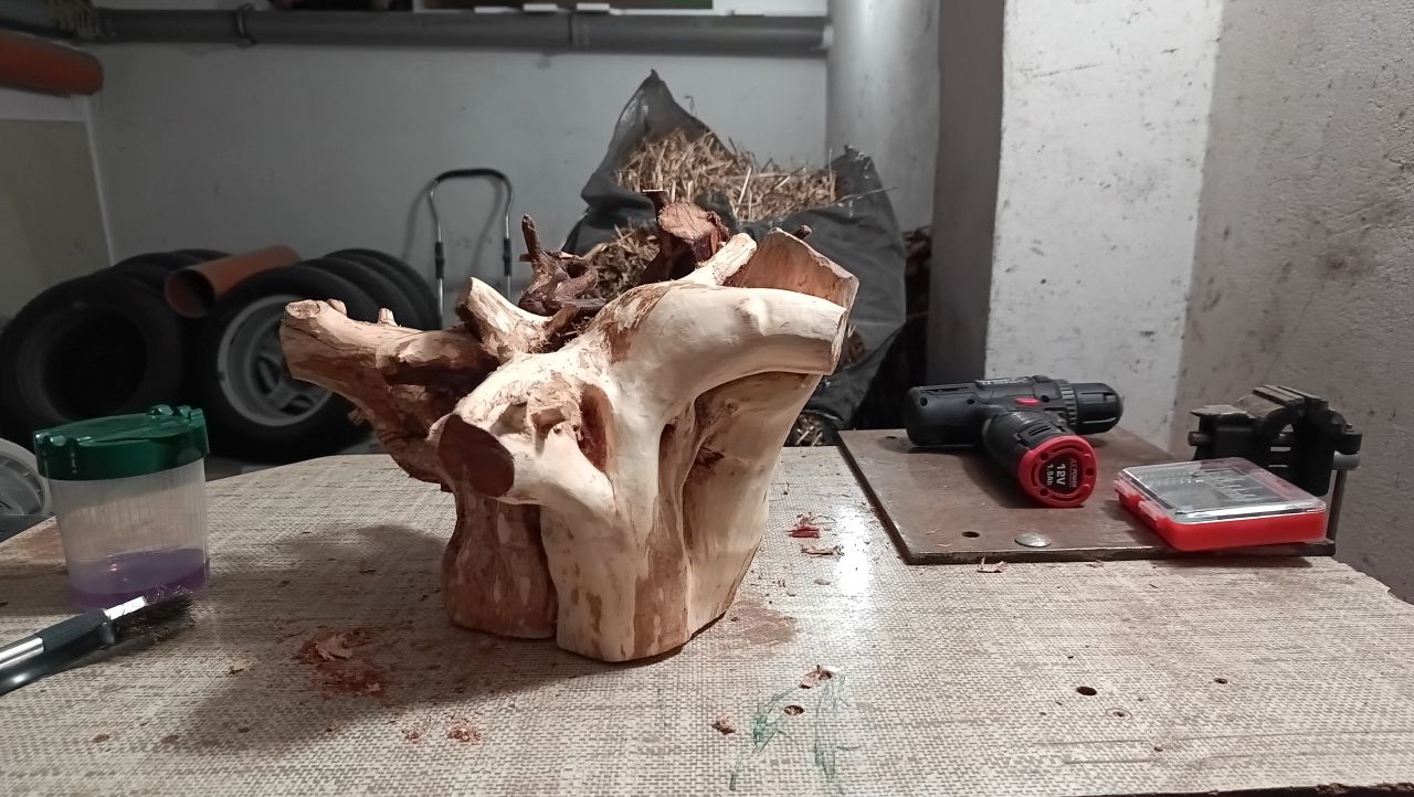 Korzeń jałowca po szlifowaniu